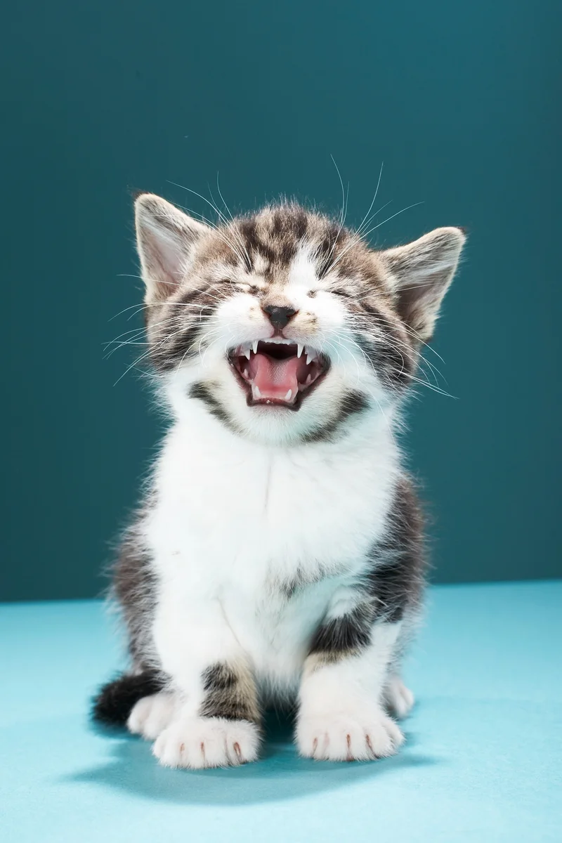 Cats only meow with people—but it can be hard to know what they're trying to say.