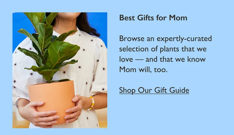 Best Gifts for Mom: Browse an expertly-curated selection of plants that we love, and that we know Mom will, too.