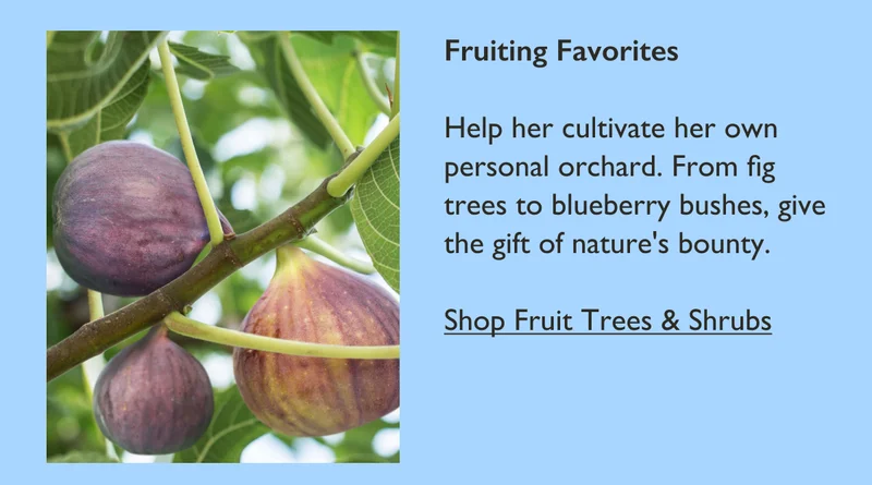 Fruiting Favorites: Help her cultivate her own personal orchard. From fig trees to blueberry bushes, give the gift of nature's bounty.