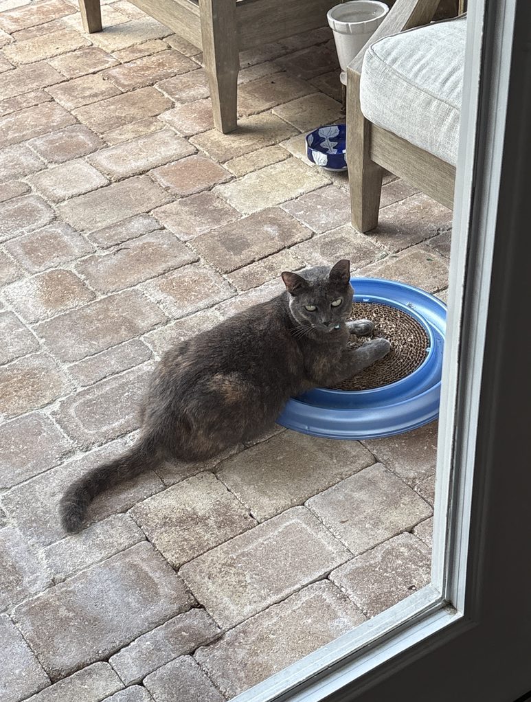a cat sitting on the floor in front of a door